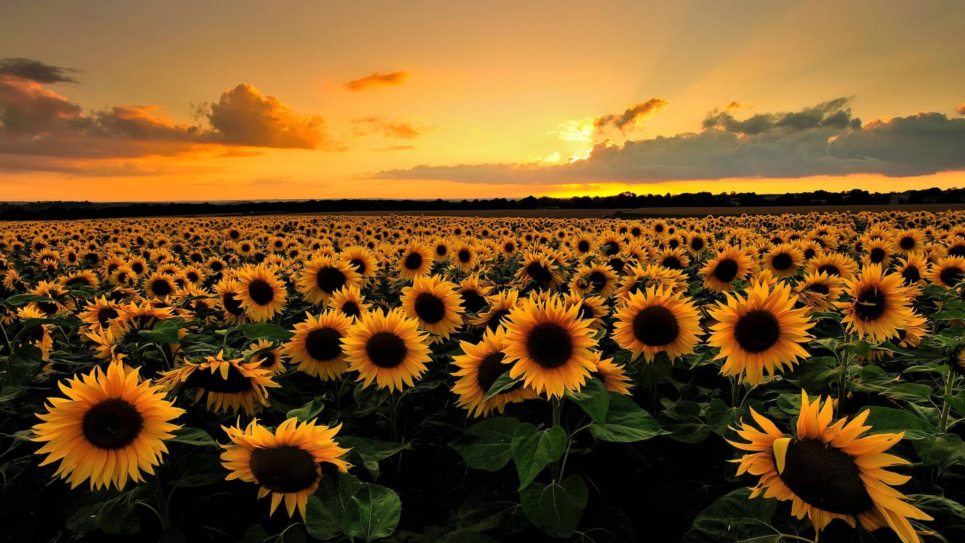 Sunflowers In The Field At Sunset Background