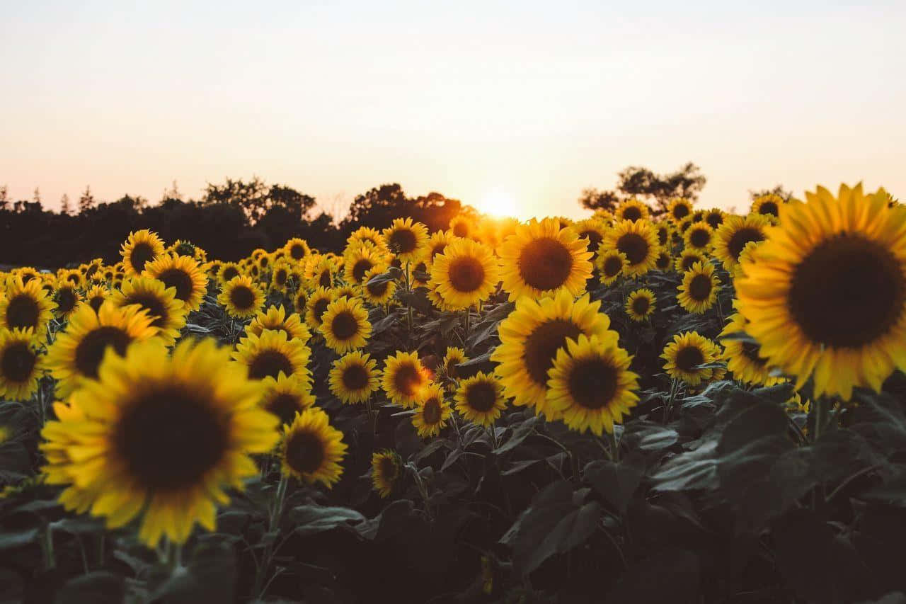 Sunflowers In The Field At Sunset Background