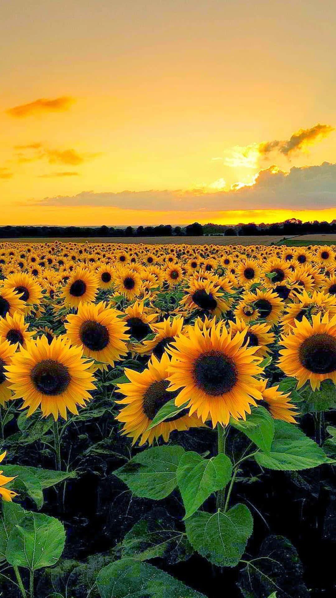 Sunflowers In The Field At Sunset Background