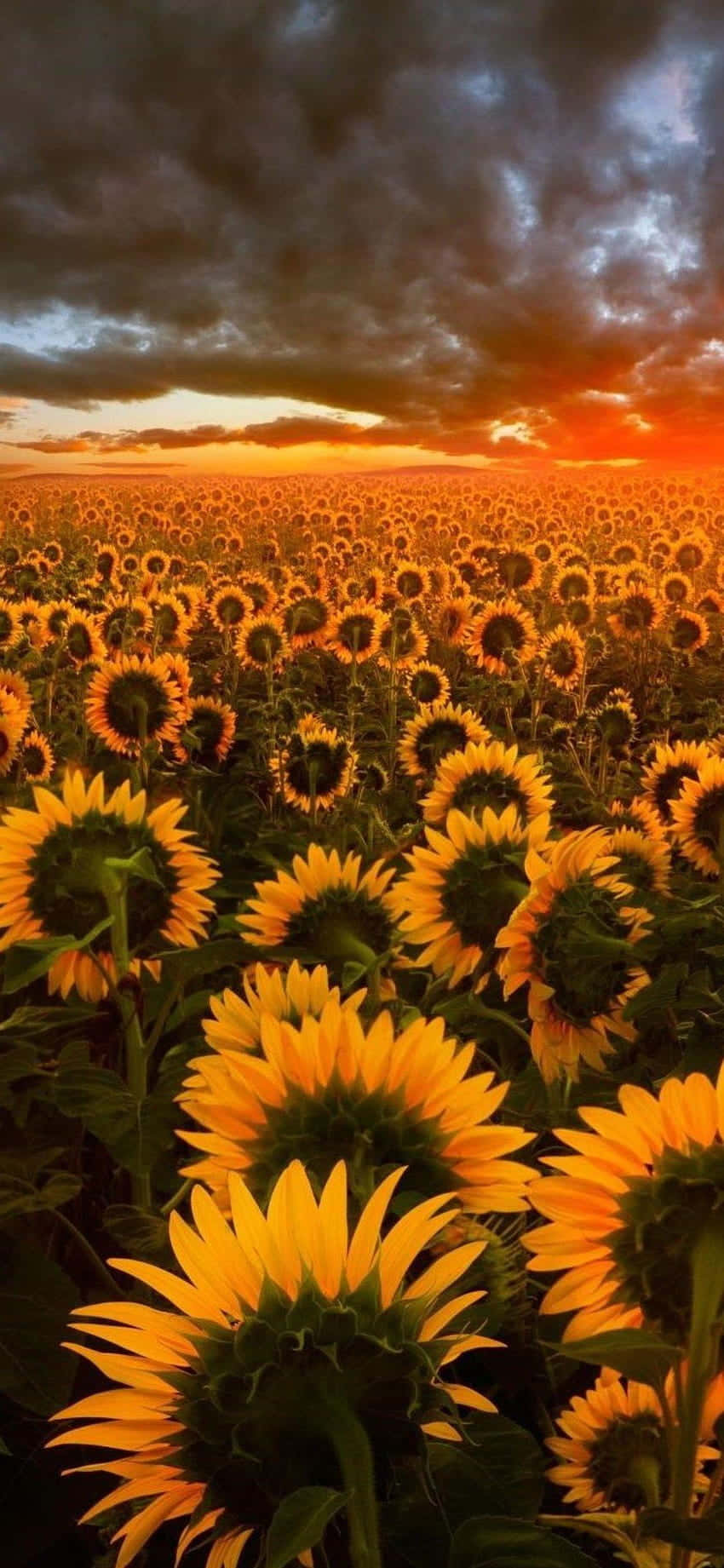 Sunflowers In The Field At Sunset Background