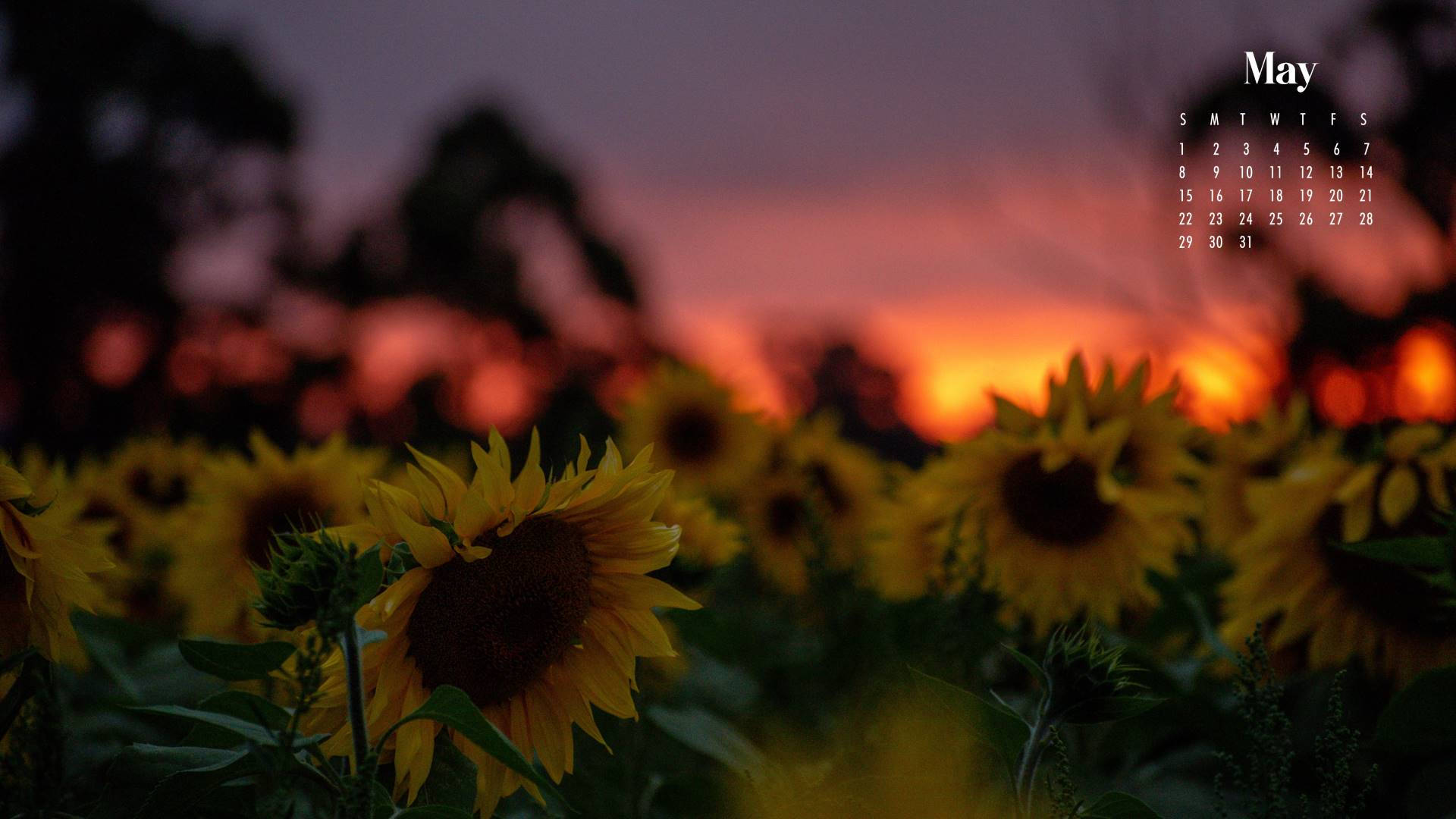 Sunflowers In The Field At Sunset Background