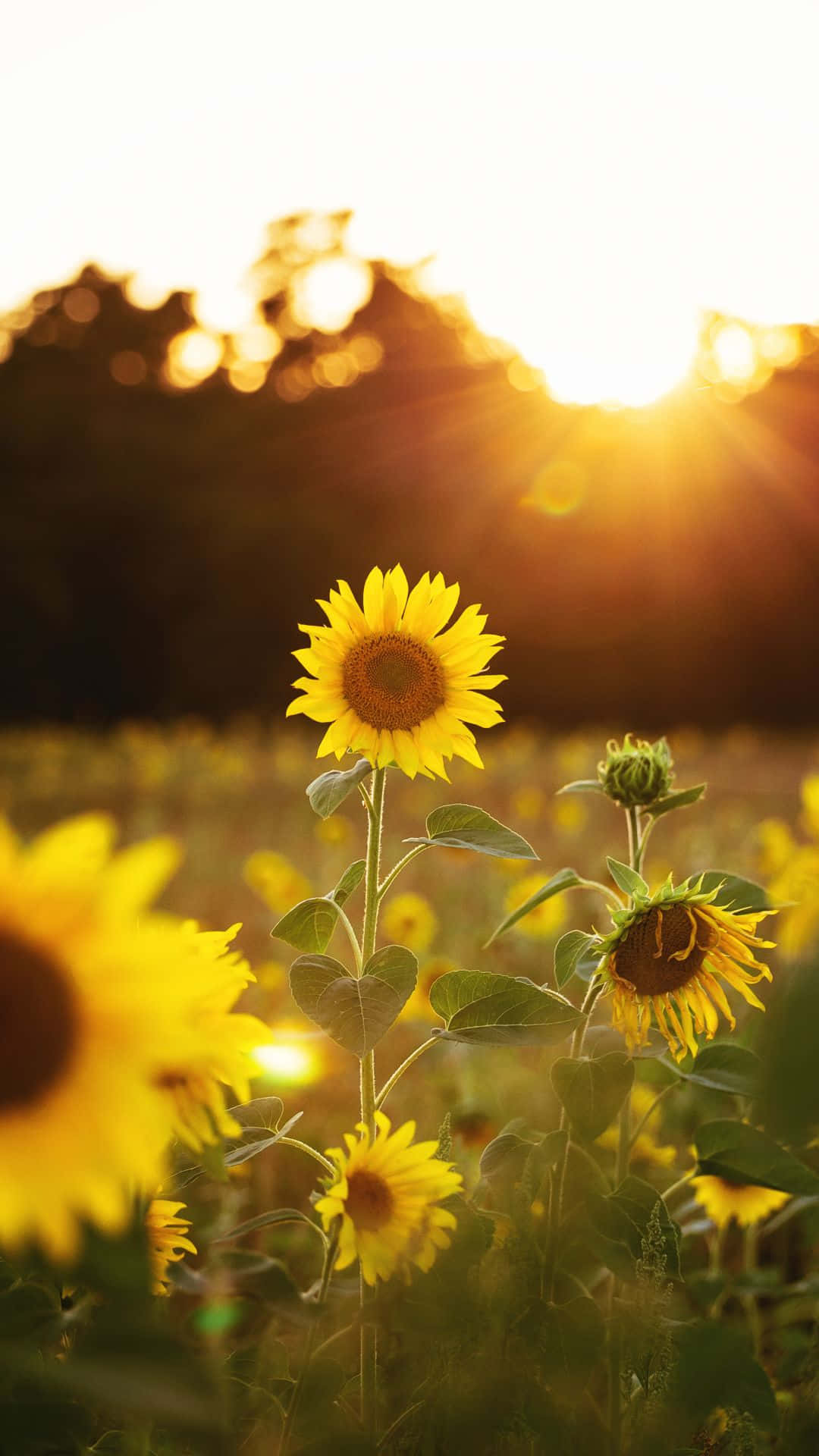 Sunflowers In The Field At Sunset Background