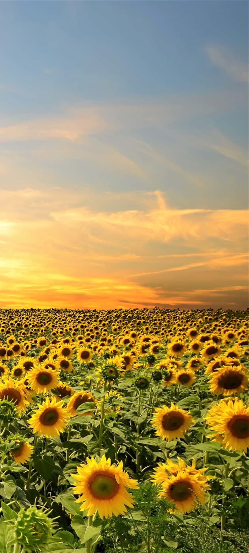 Sunflowers In The Field At Sunset Background