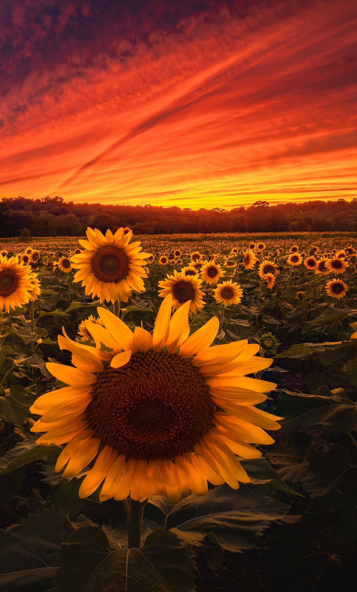 Sunflowers In The Field