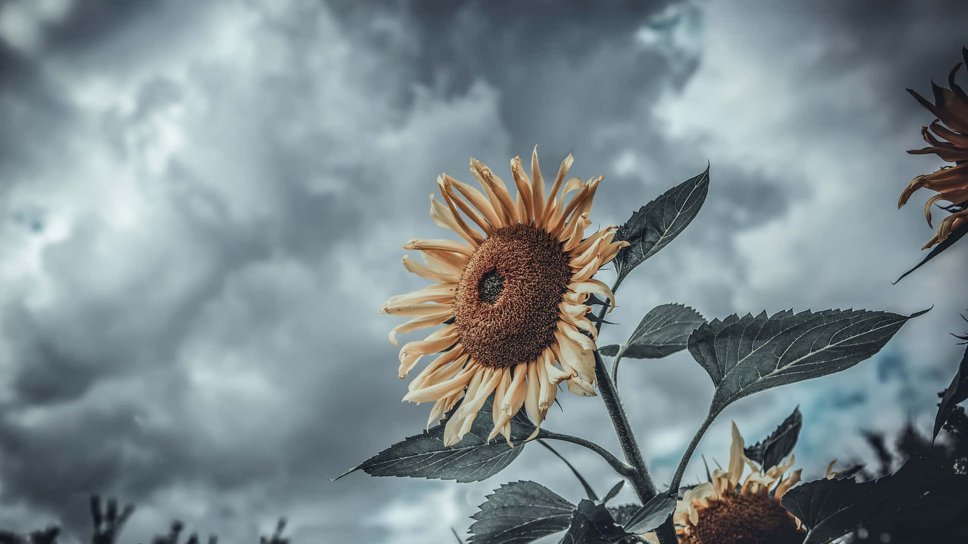 Sunflowers In The Field With A Cloudy Sky Background