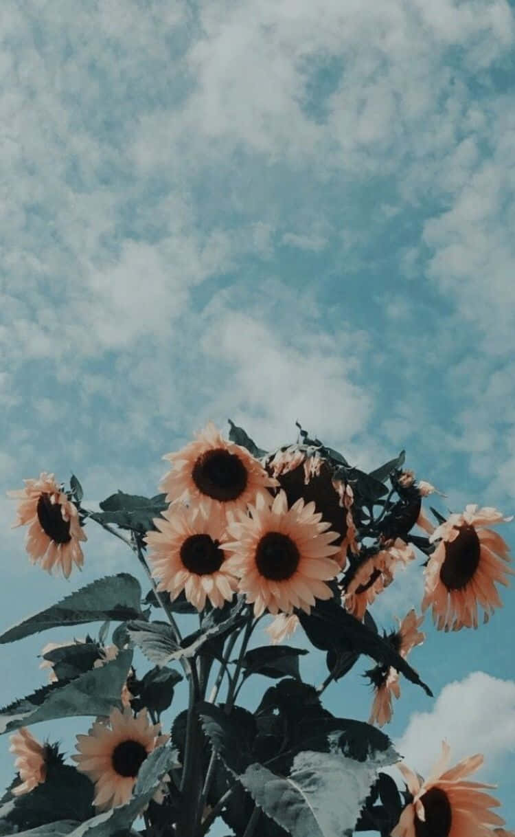 Sunflowers In The Sky With Clouds Background