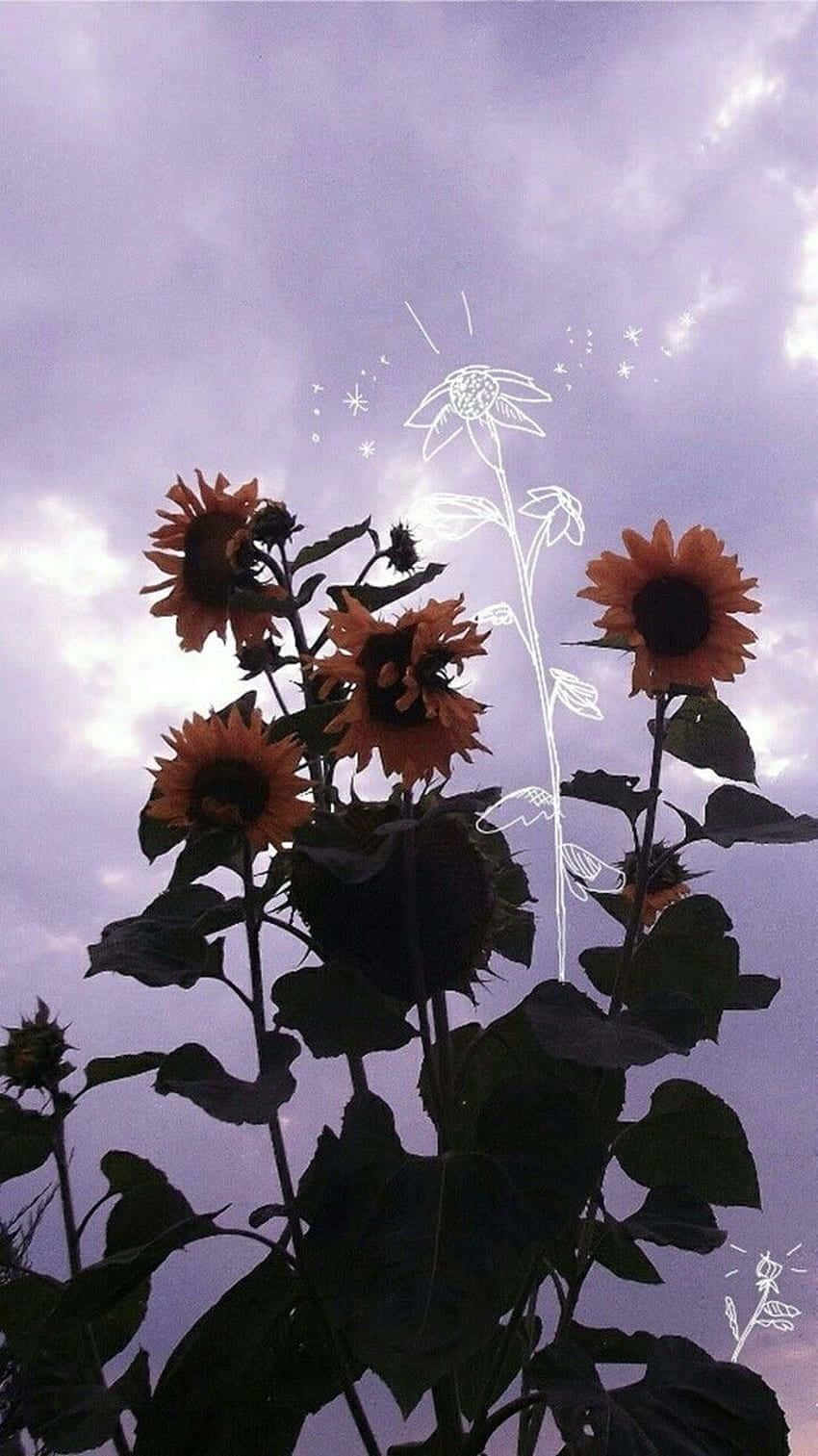 Sunflowers Life Aesthetic