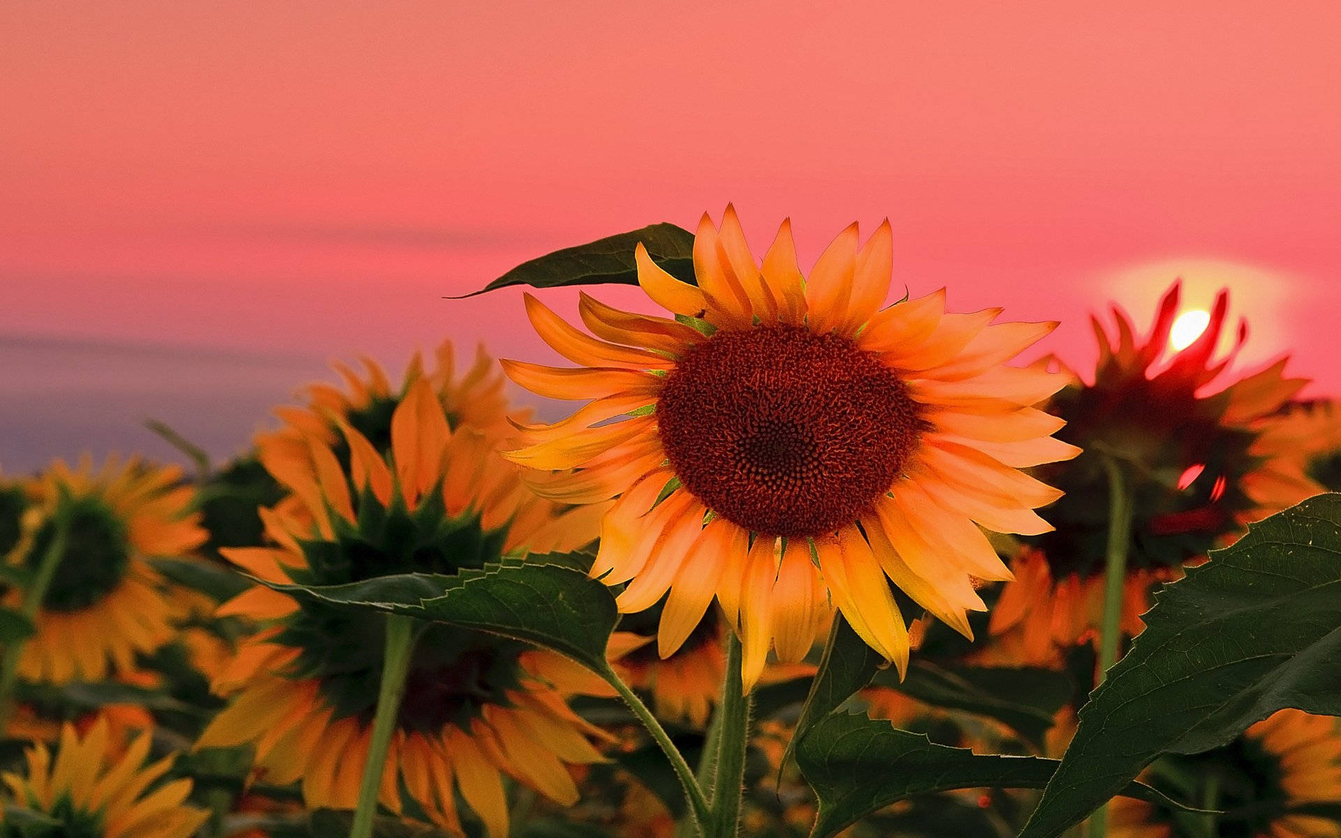 Sunflowers Make Any Desktop Background Happy! Background