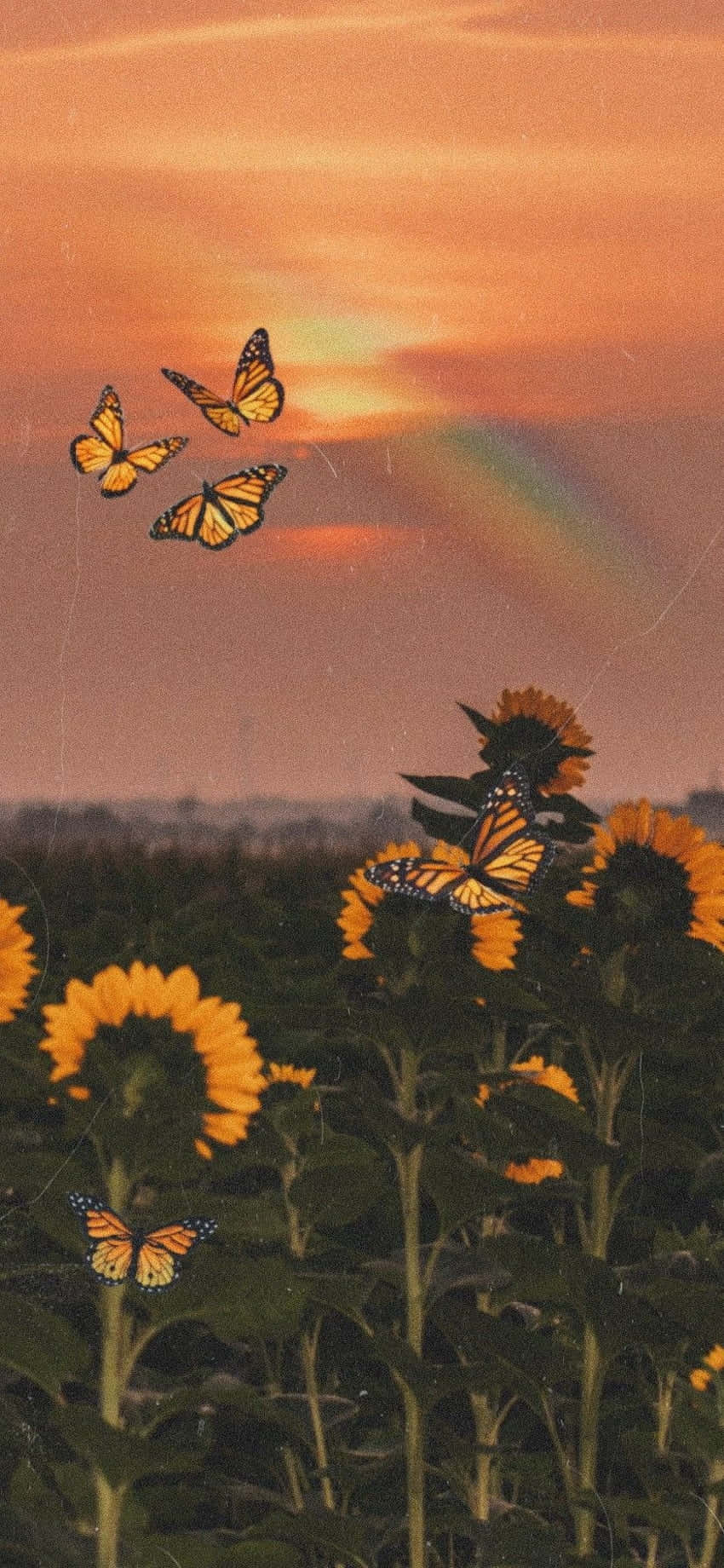 Sunflowers With Butterflies At Sunset.jpg Background