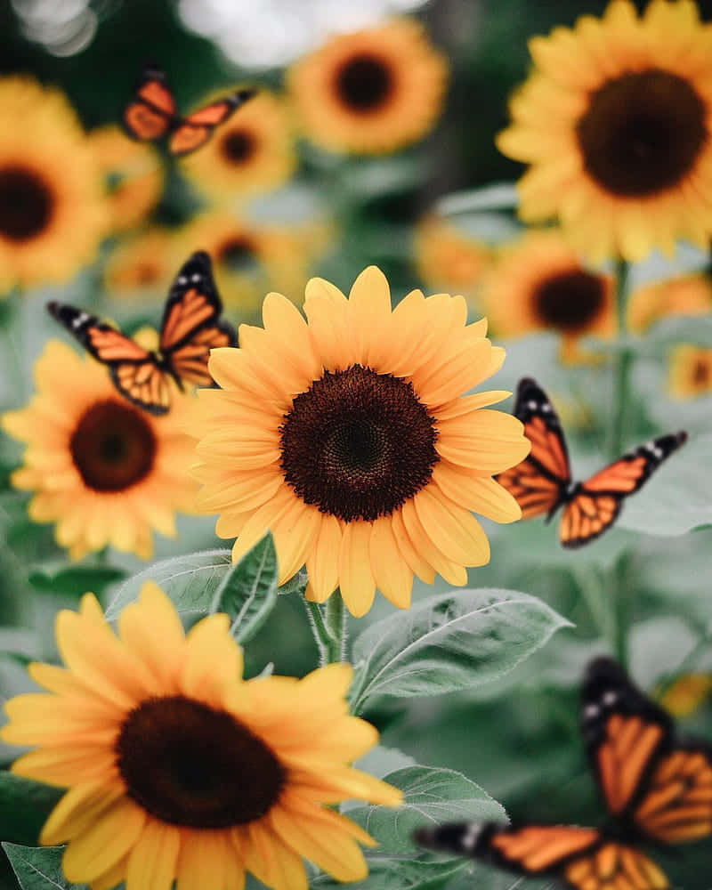 Sunflowers With Butterflies In The Field Background