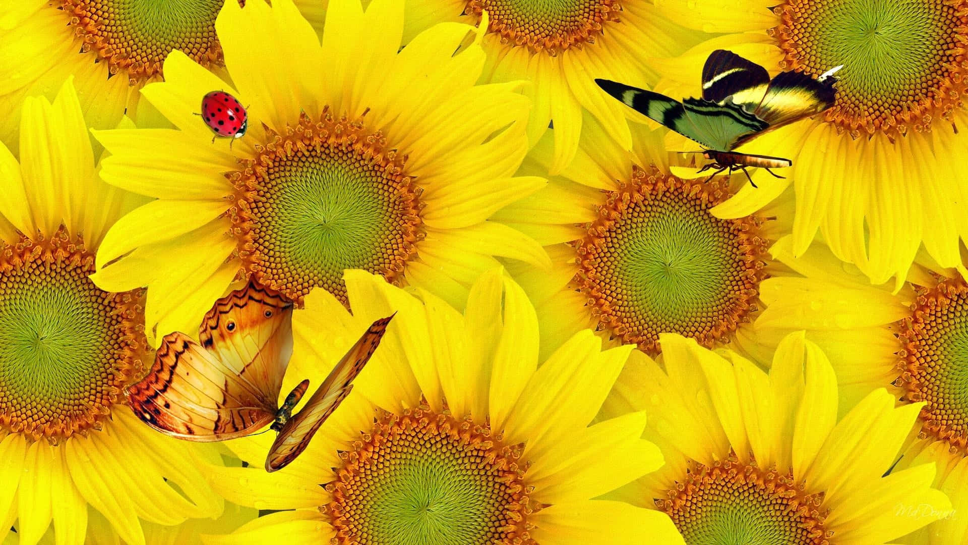 Sunflowers_with_ Butterfly_and_ Ladybug Background