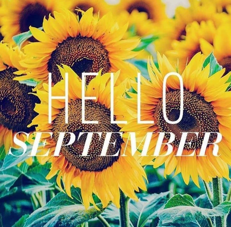 Sunflowers With Large Hello September Greeting Background
