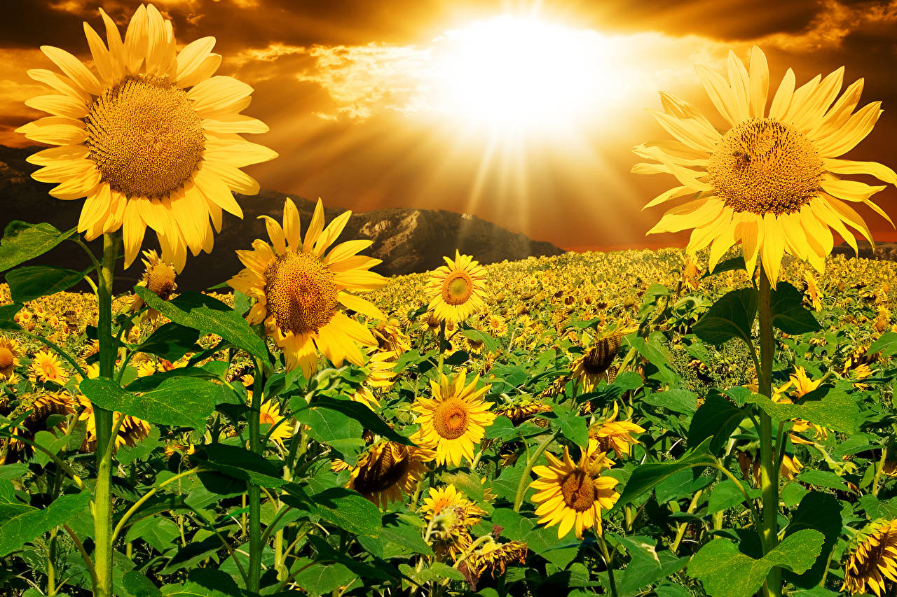 Sunflowers With Sun Ray Morning Glory