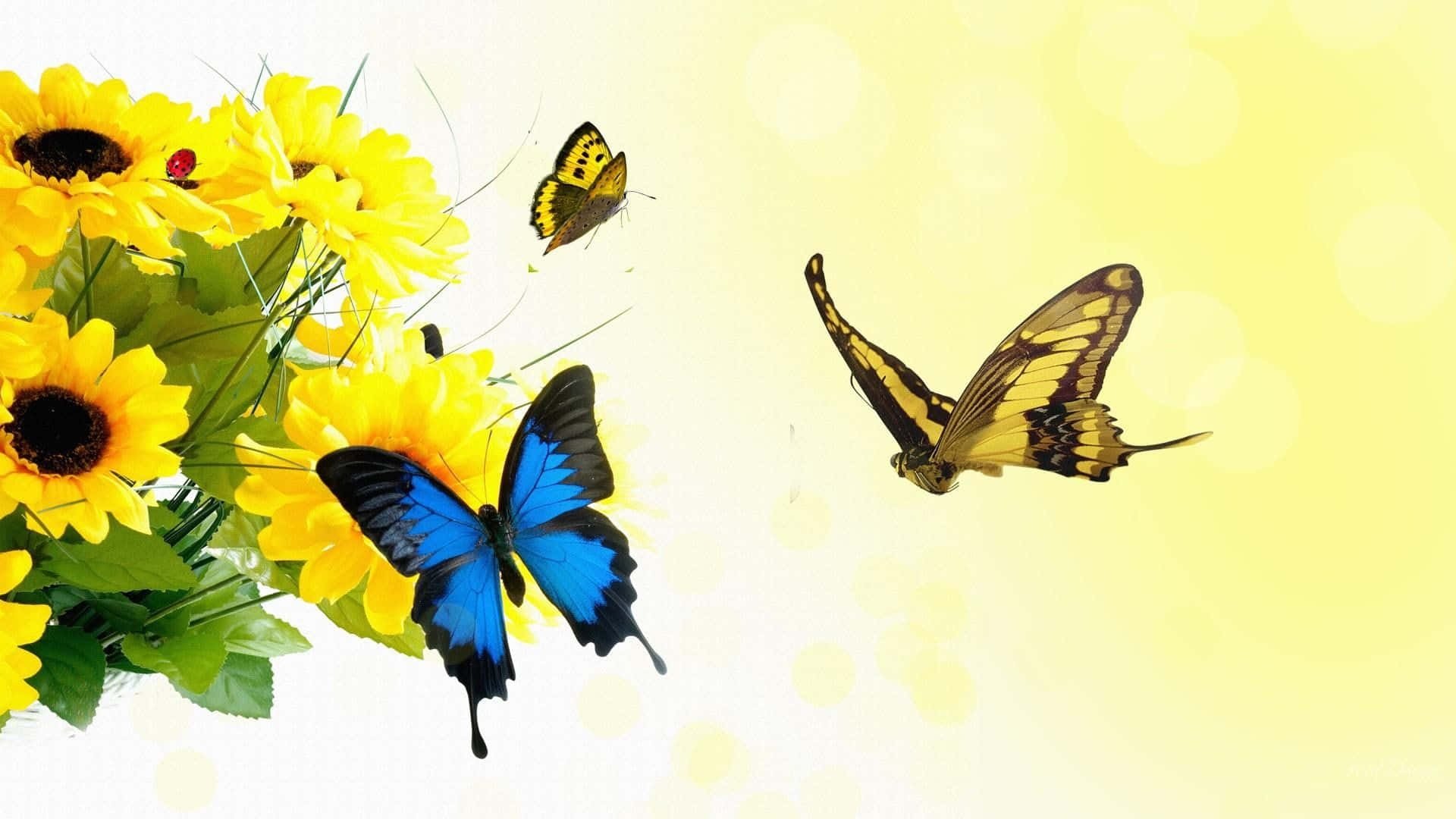 Sunflowersand Butterflies Springtime Scene Background