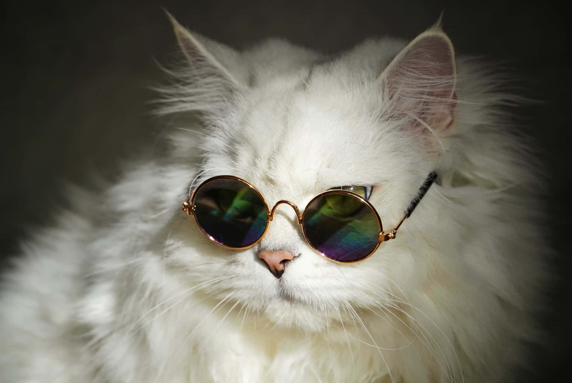 Sunglasses Cute Cat Pfp Background