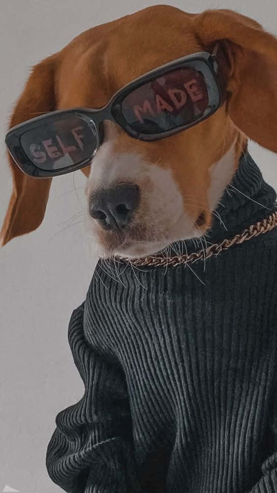 Sunglasses Dog Iphone Background