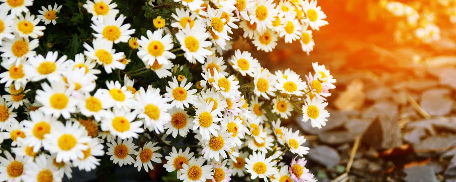 Sunlight And Daisy Aesthetic Computer Background