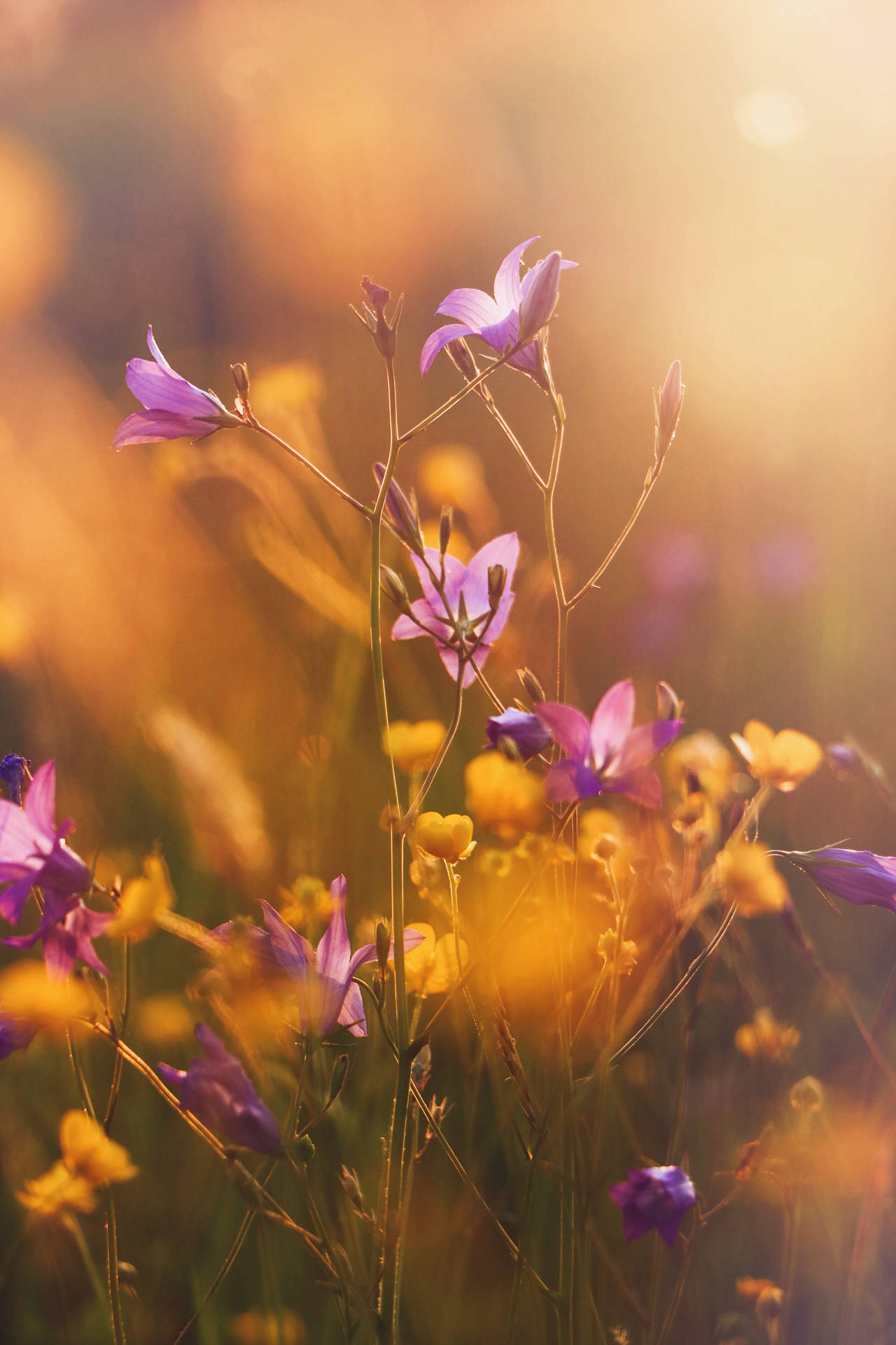 Sunlight And Purple Harebell Flowers Background
