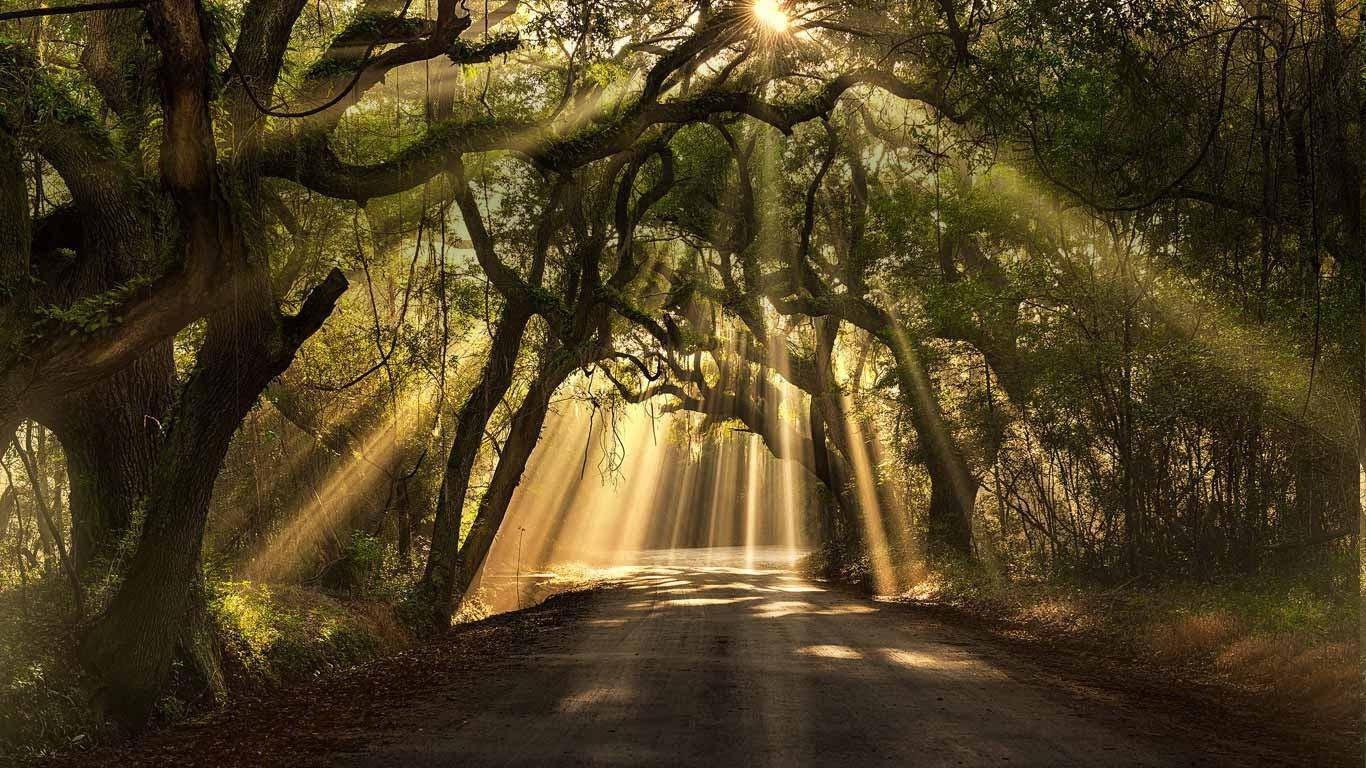 Sunlight And South Carolina Trees Background