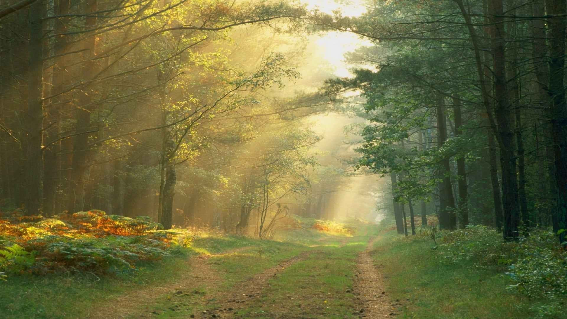 Sunlight In A Path Background