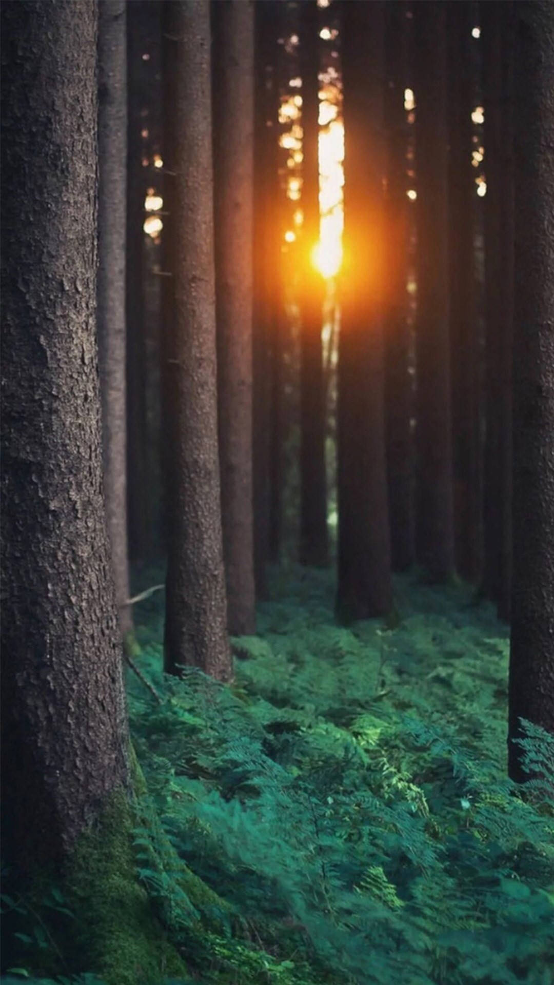 Sunlight In Forest Iphone Background