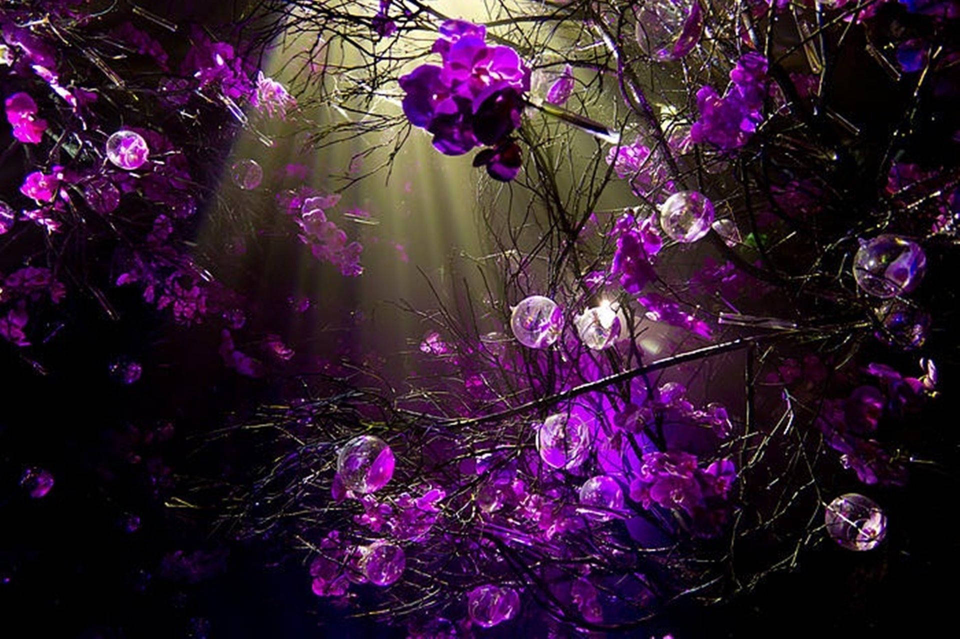 Sunlight In The Purple Flower Desktop