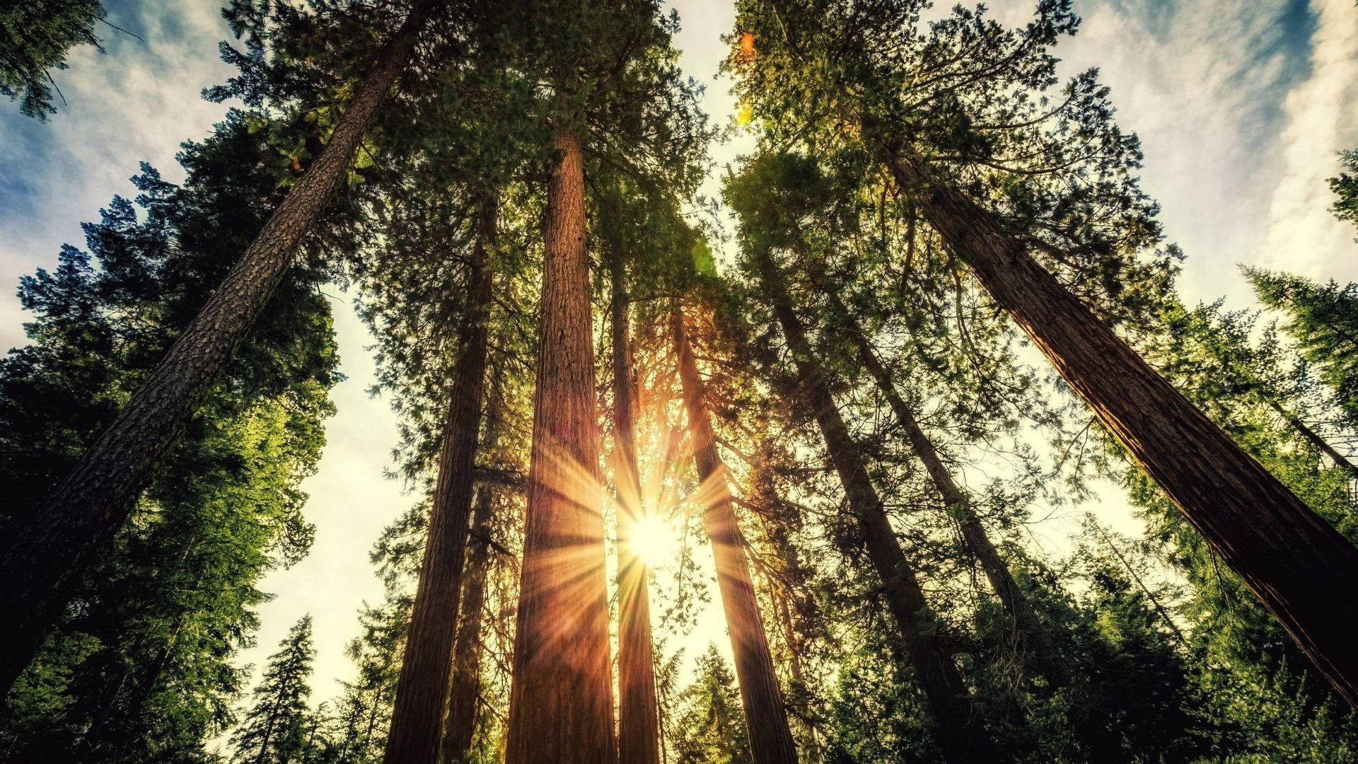 Sunlight In The Redwood Forest Background