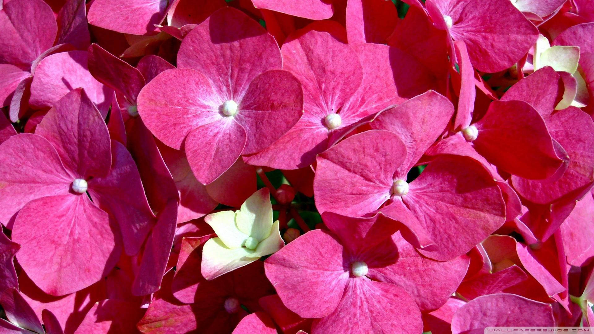 Sunlight On Pink Flower