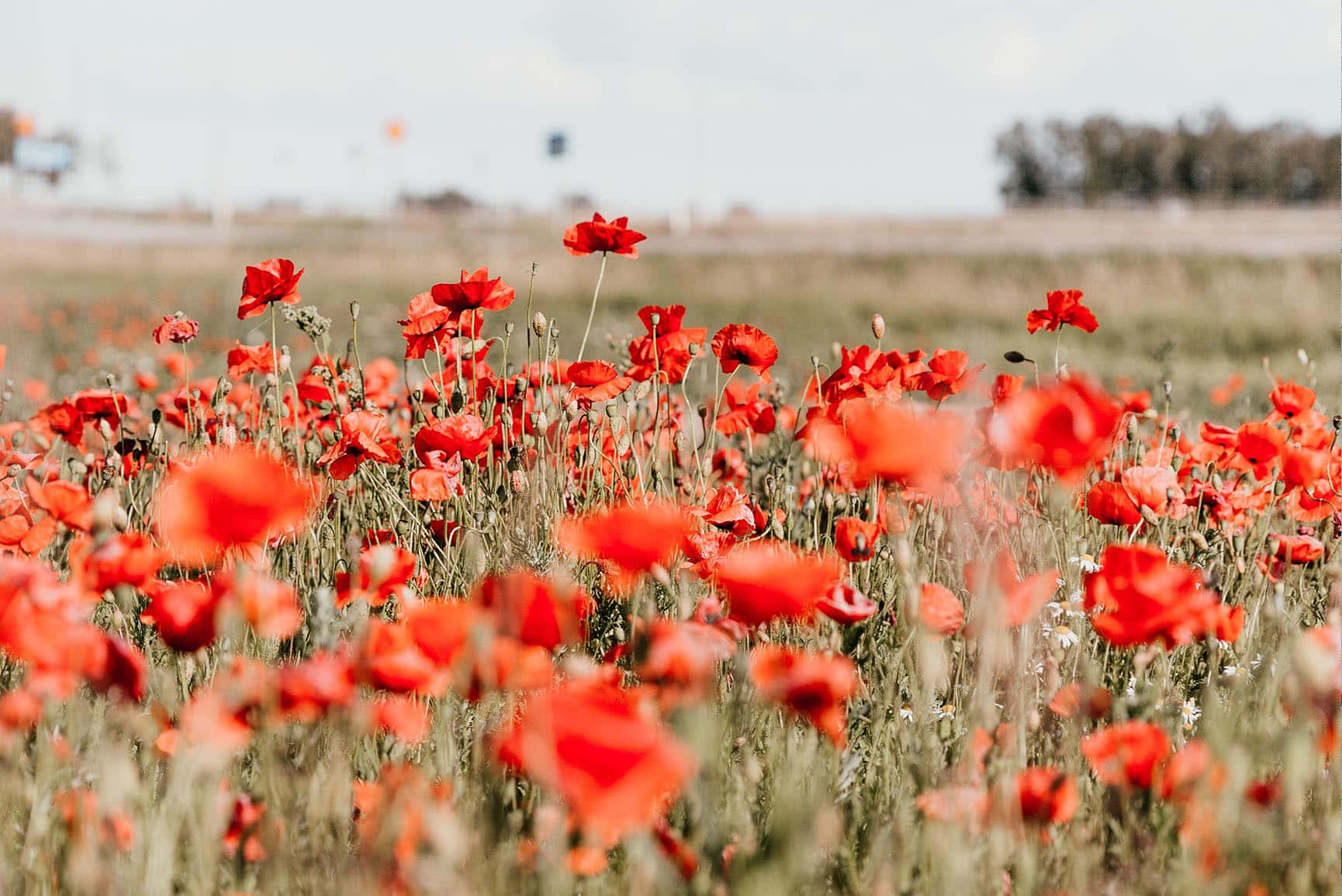 Sunlight Passing Through A Poppy Field Background