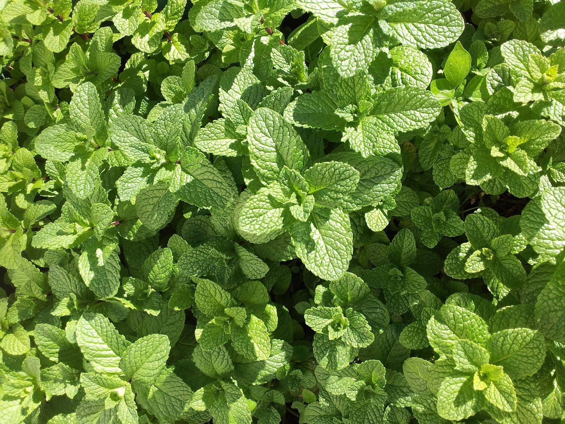 Sunlight-rich Mint Plants