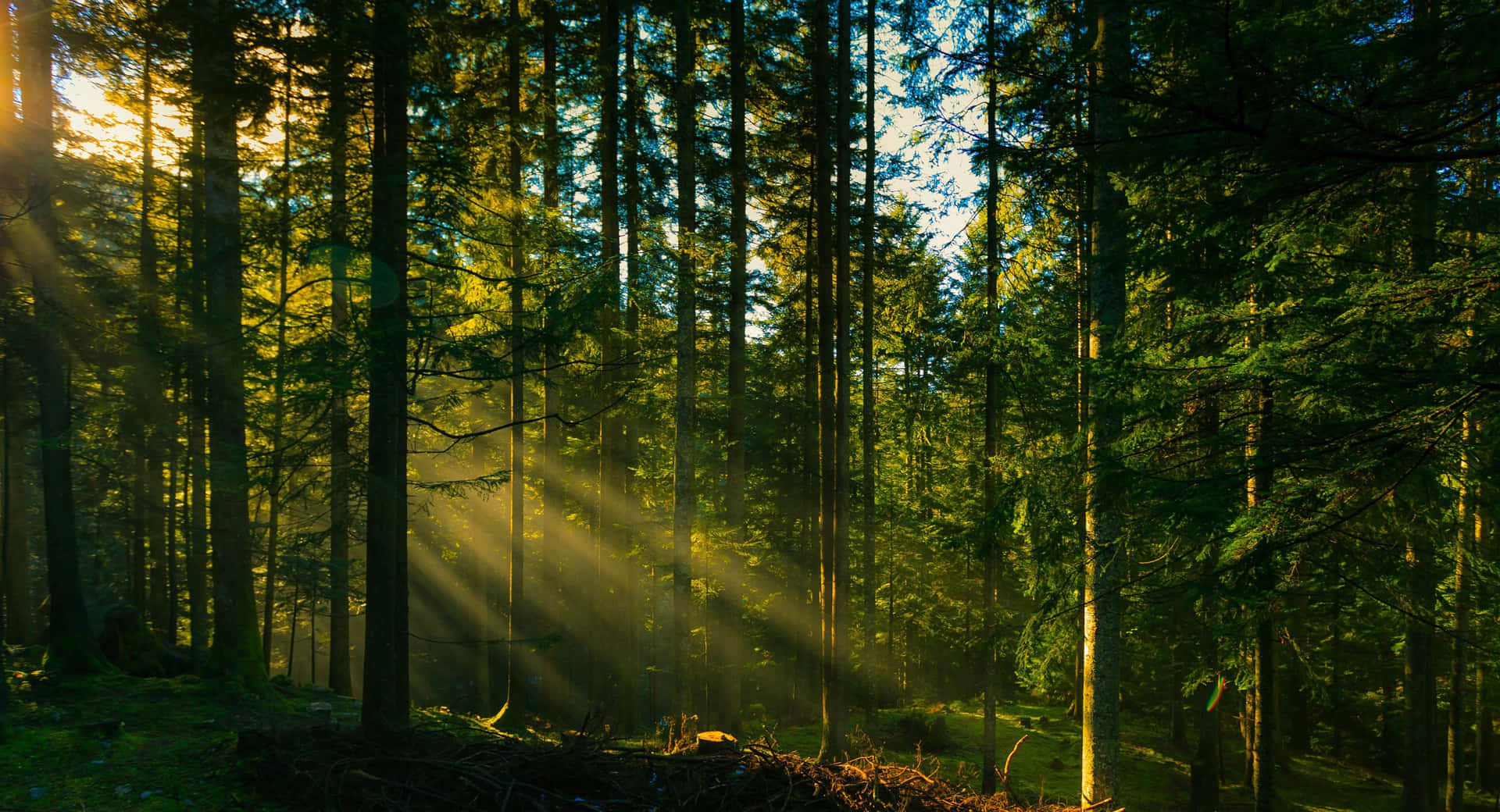 Sunlight Seeping Through Jungle Desktop Background