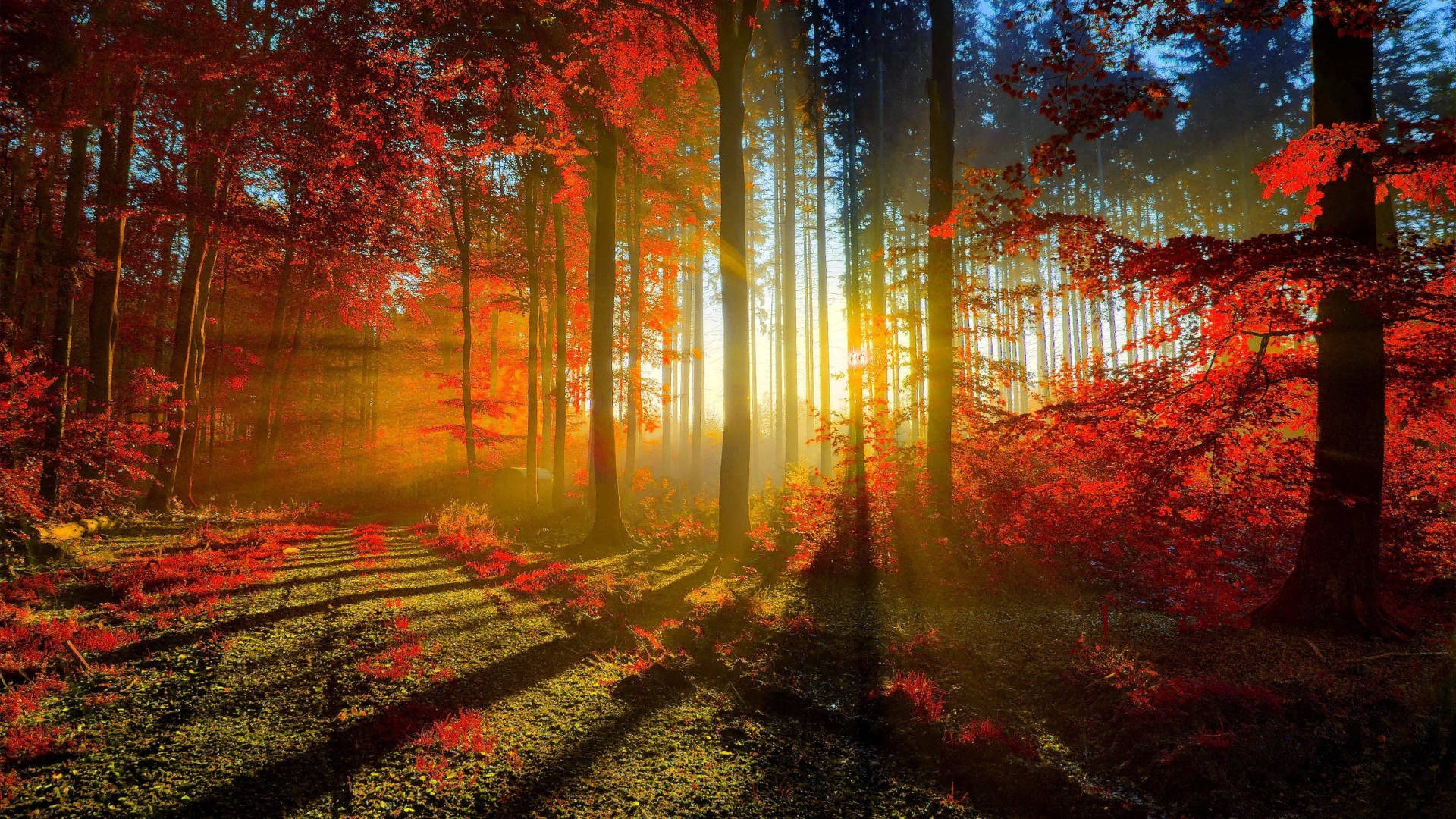 Sunlight Shining During Autumn Macbook Background