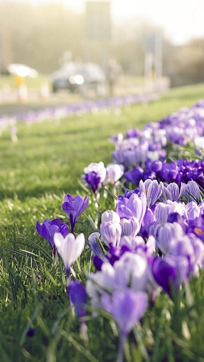 Sunlight Streaming On Saffron Crocus Plants