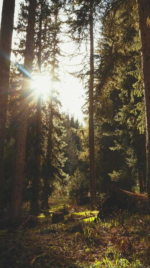 Sunlight Through Forest Trees.jpg Background