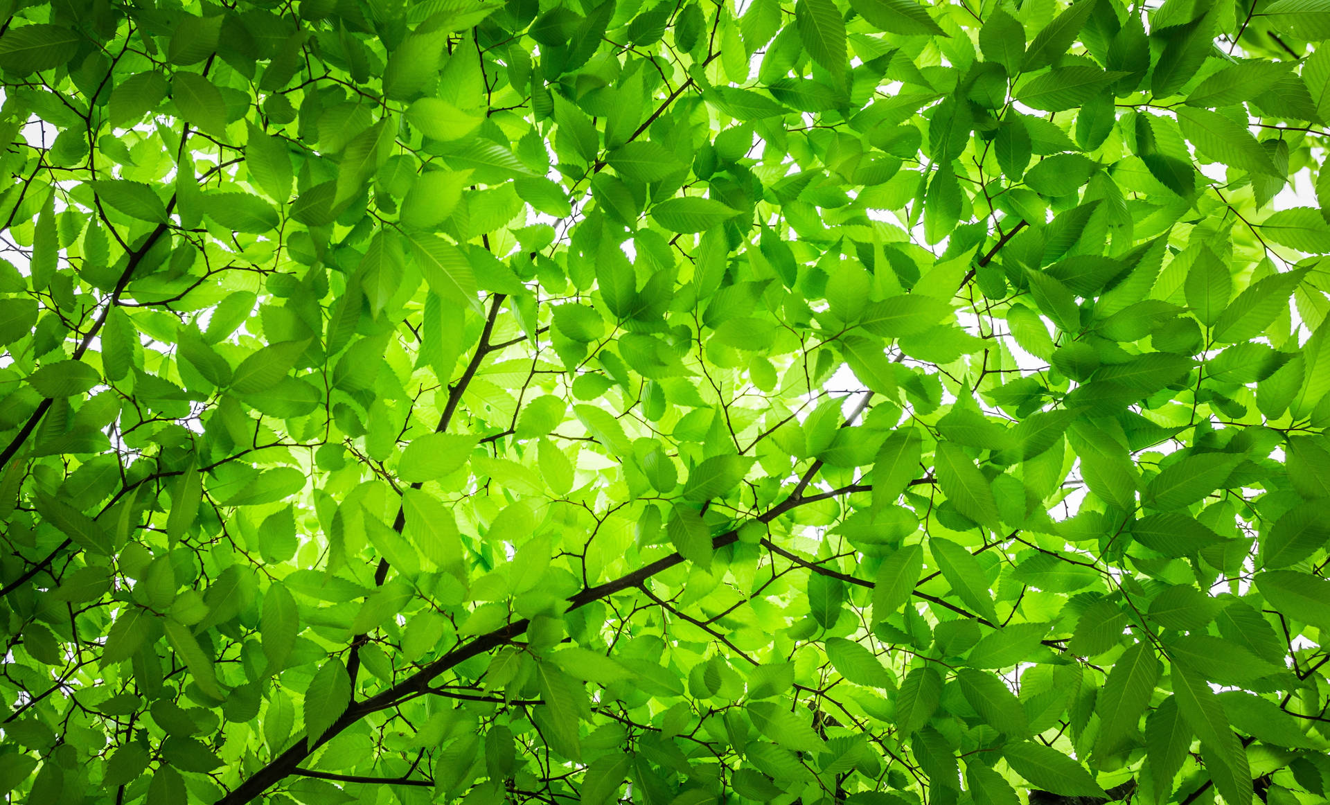 Sunlight Through Green Leaves