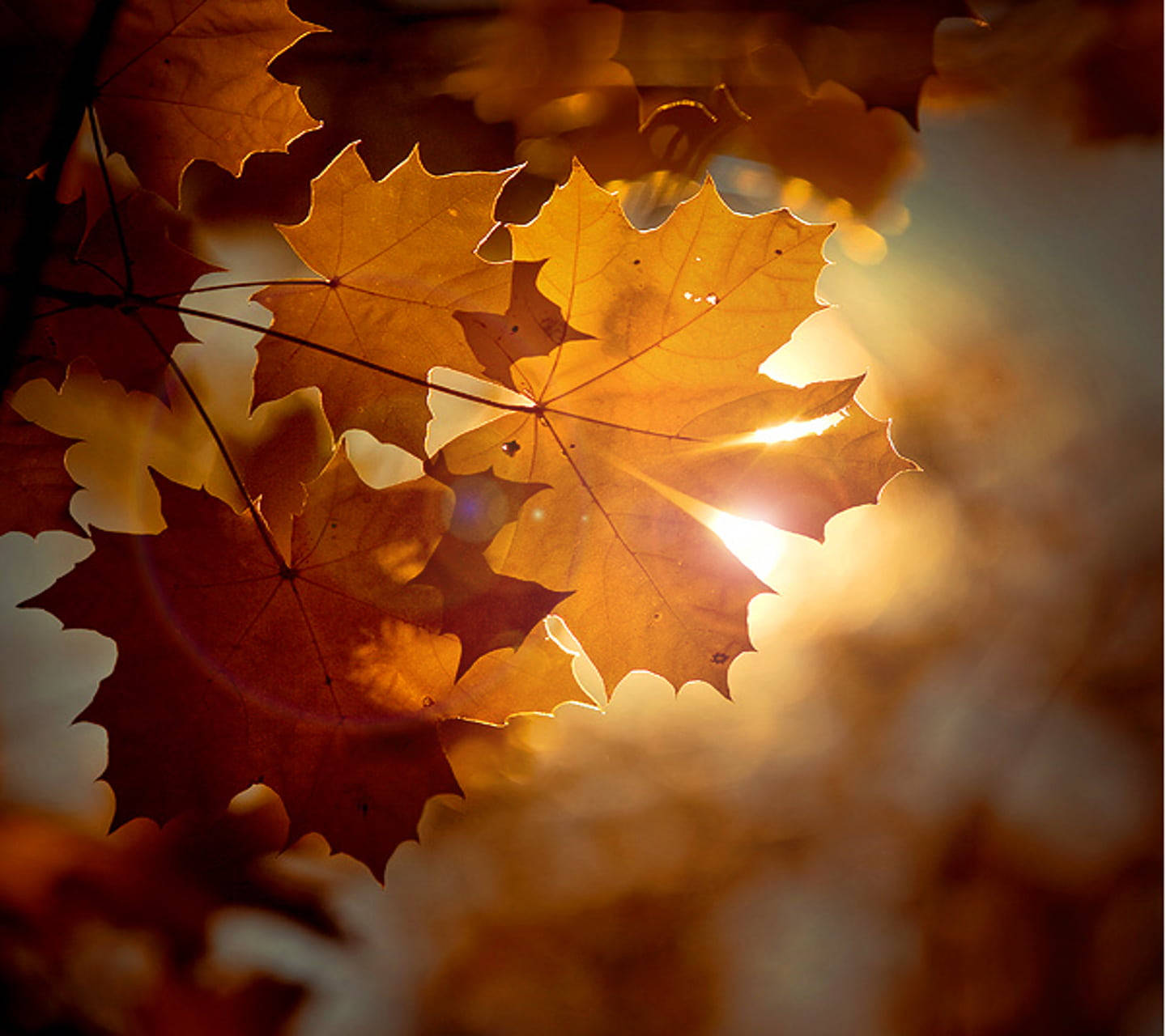 Sunlight Through Maples Leaves Background