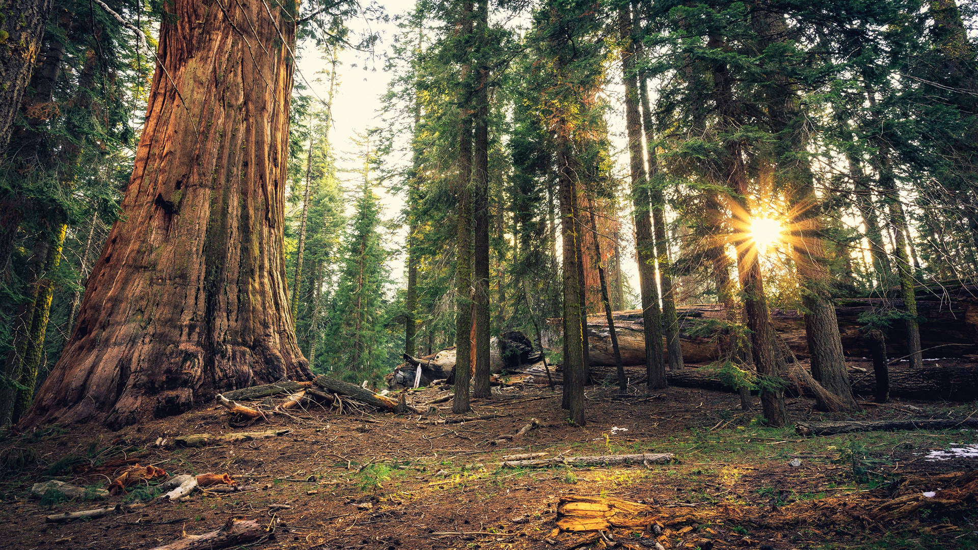 Sunlight Through Sequoia National Park Background