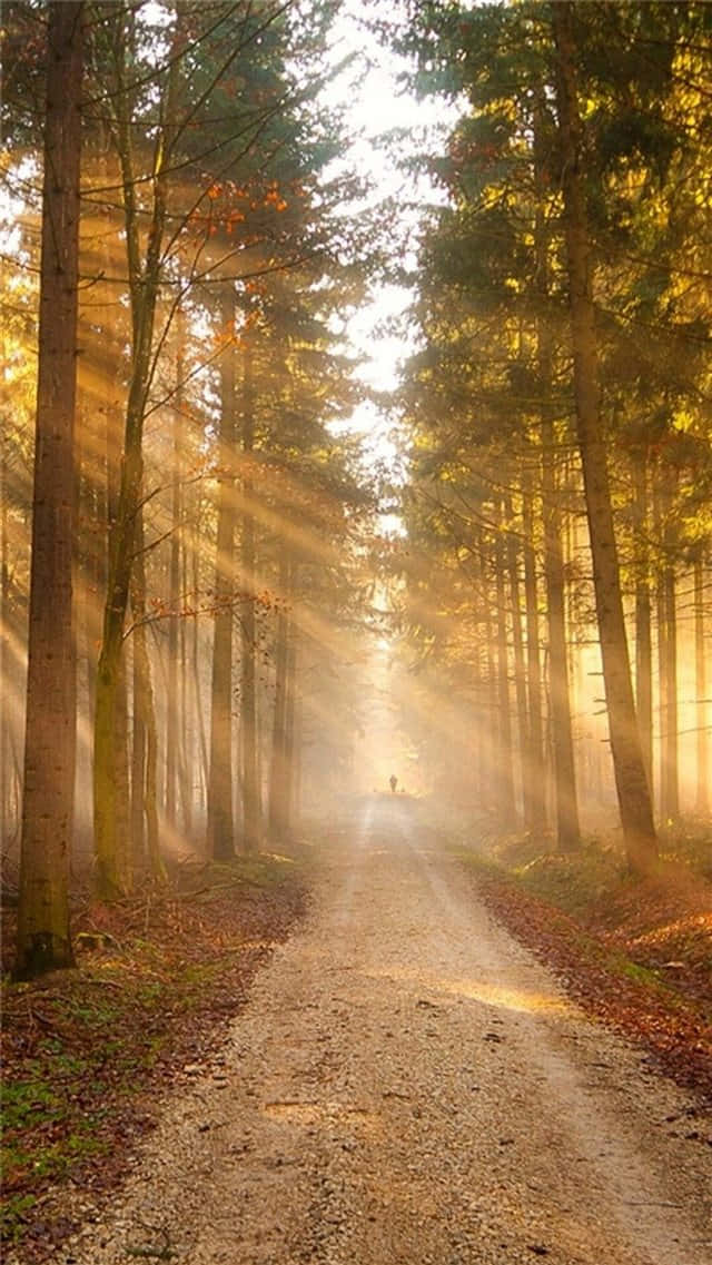 Sunlight Through The Path In The Woods Background