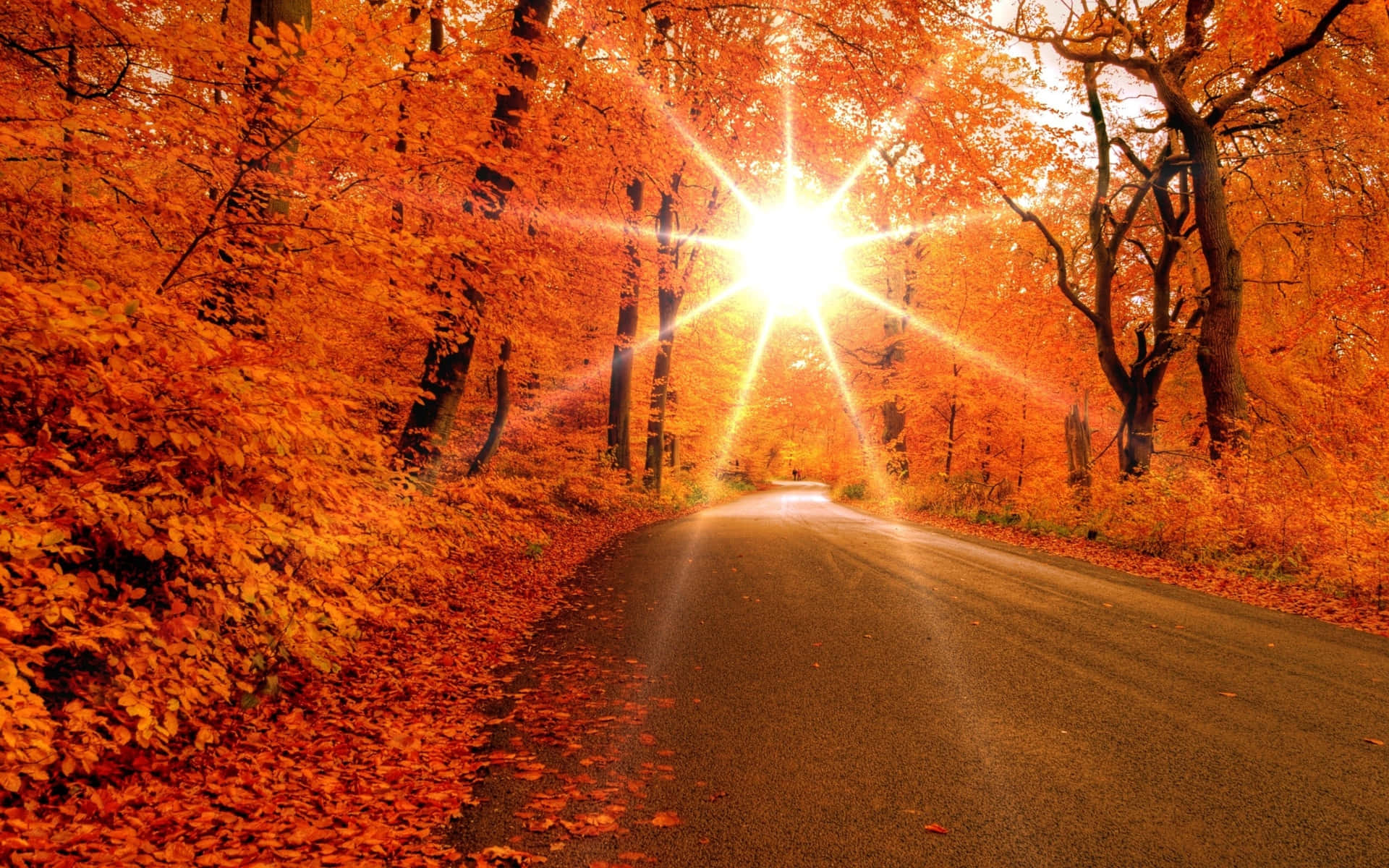 Sunlit Autumn Road Background