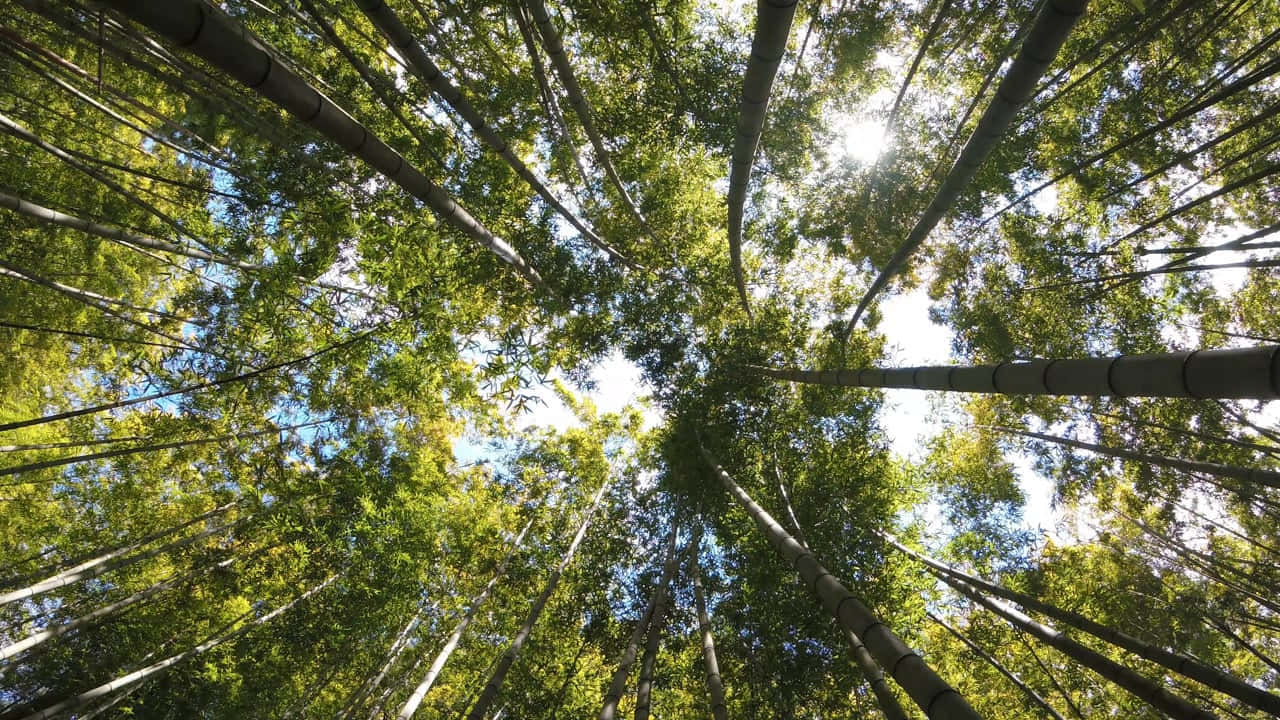 Sunlit_ Bamboo_ Forest_ Canopy.jpg Background