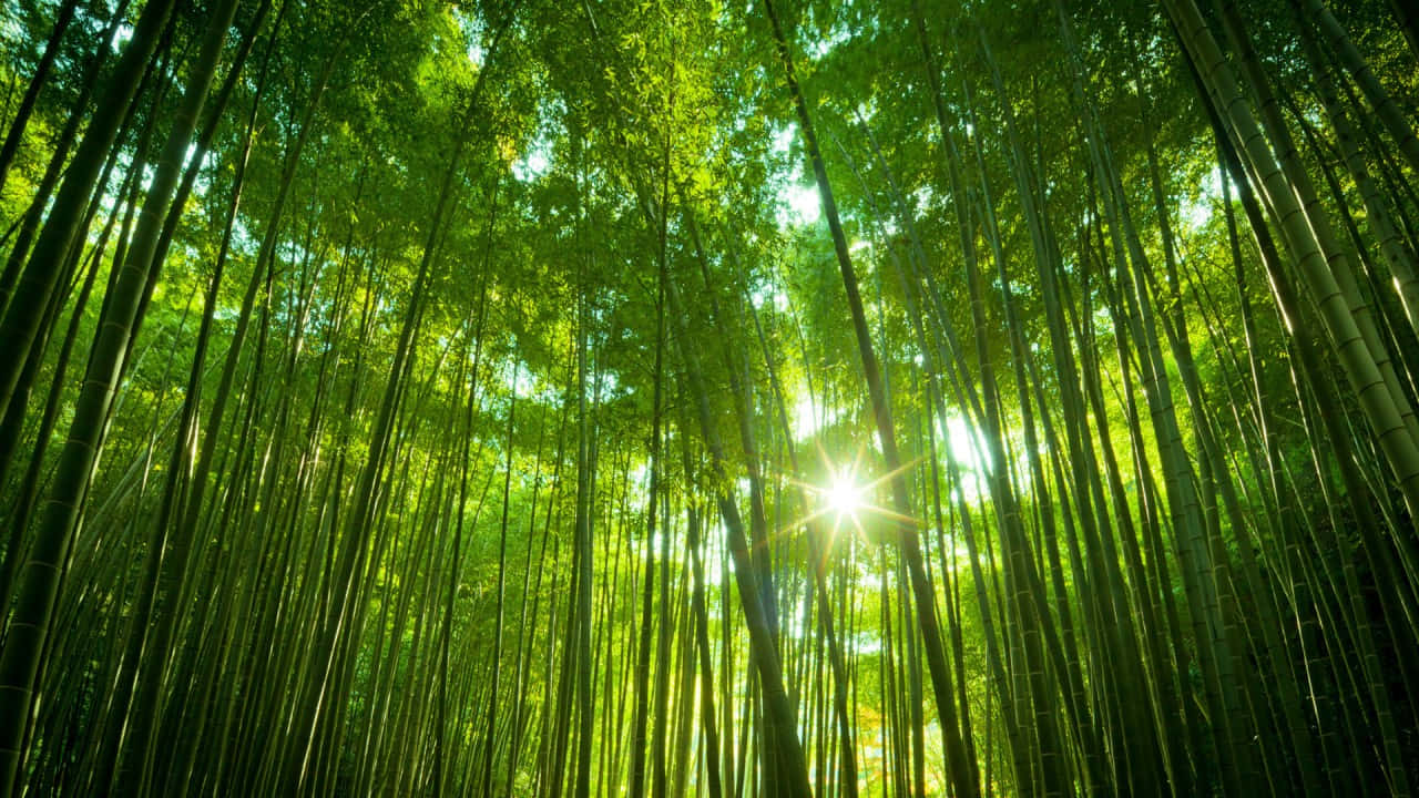 Sunlit_ Bamboo_ Forest_ Glade_ H D Background