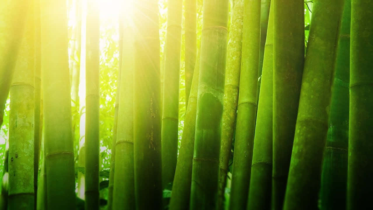 Sunlit_ Bamboo_ Forest_ Glow Background
