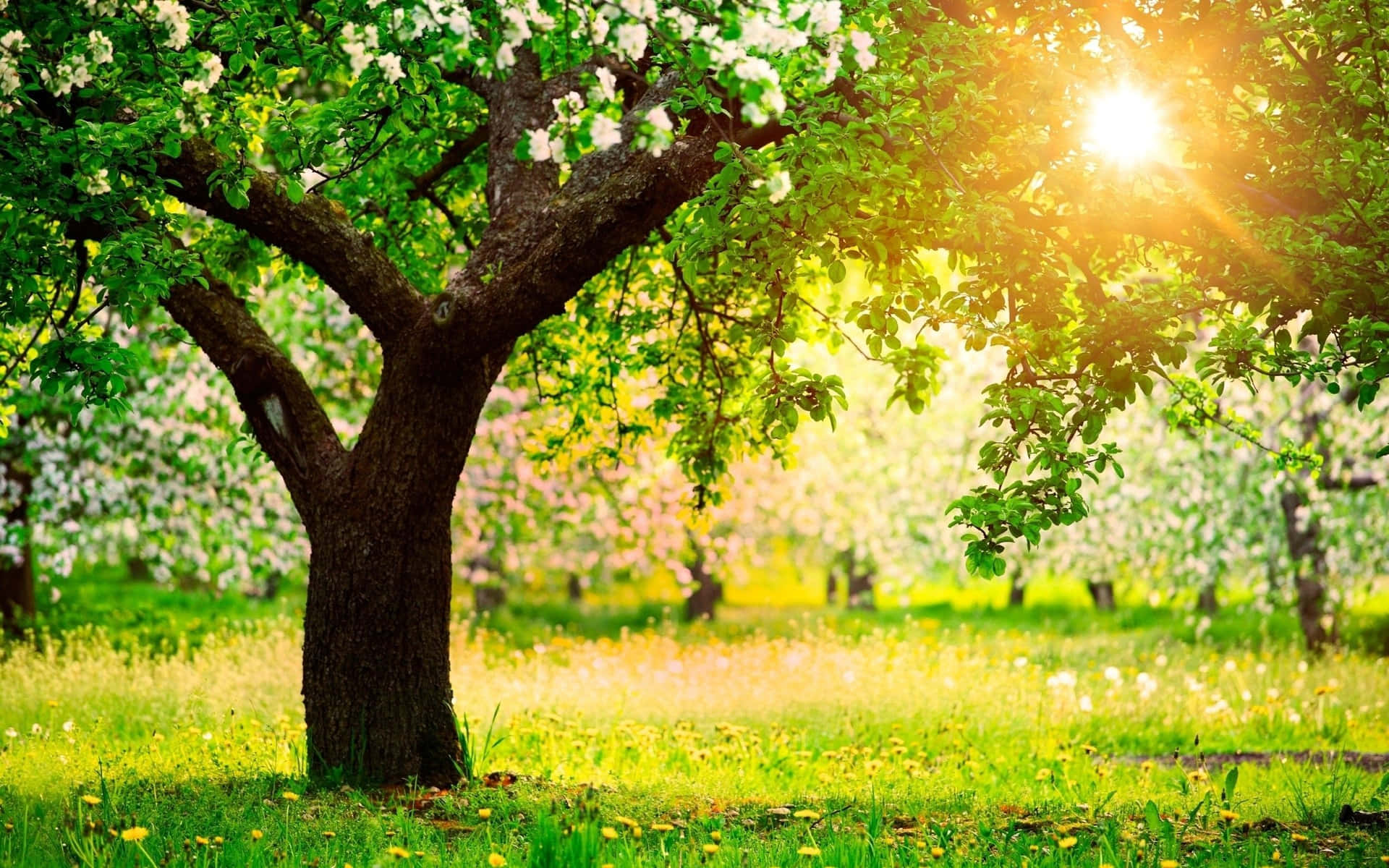 Sunlit Blooming Orchard Springtime Background