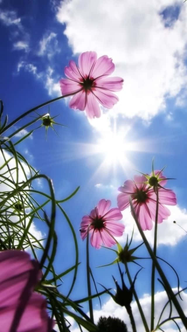 Sunlit Cosmos Flowers Ant's Perspective Background