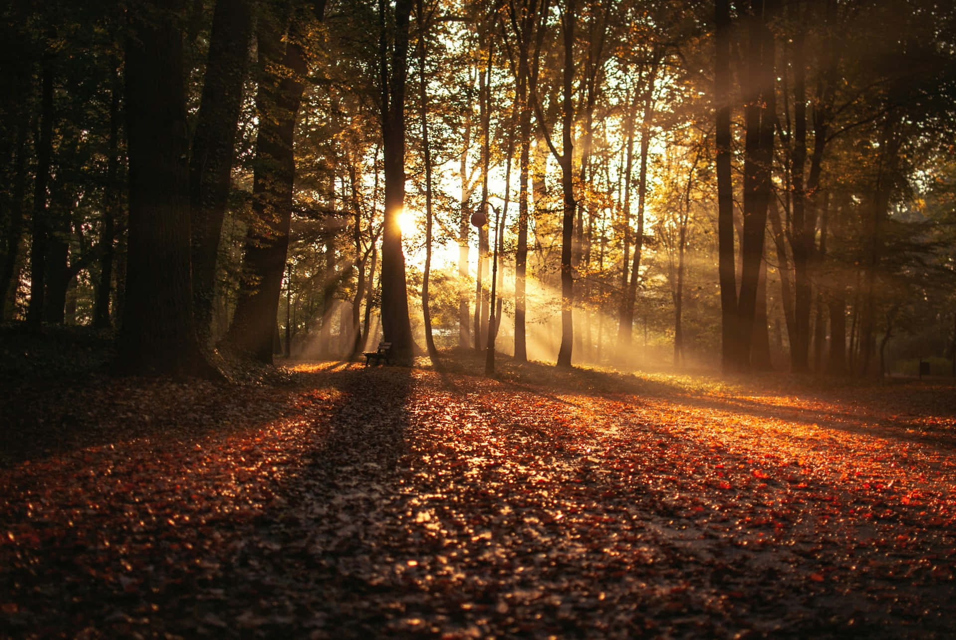 Sunlit Forest Path Autumn Glow.jpg Background