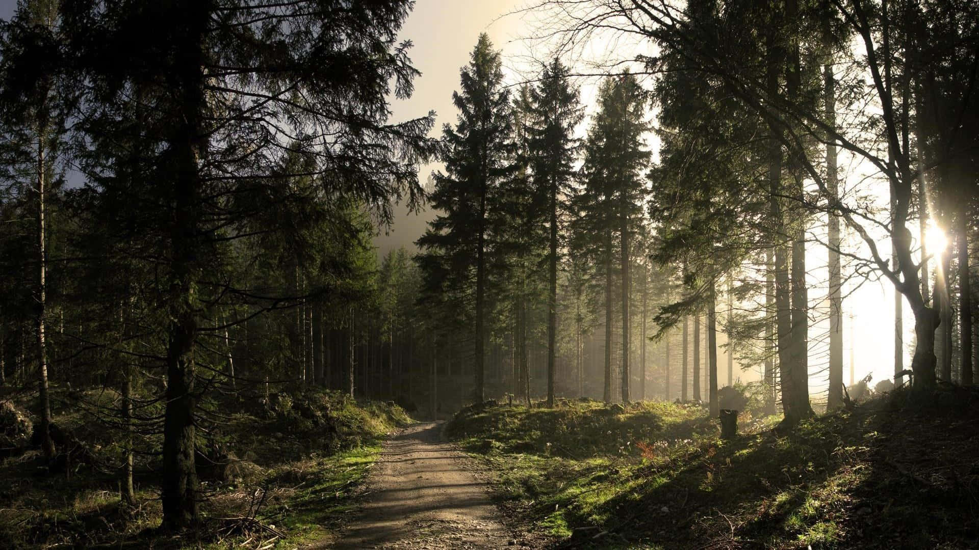 Sunlit_ Forest_ Path_ Desktop_ Background.jpg Background