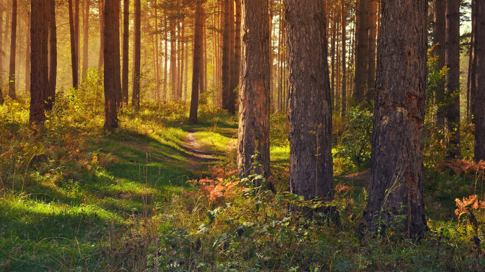 Sunlit Forest Path Summer4 K Ultra Wide Background