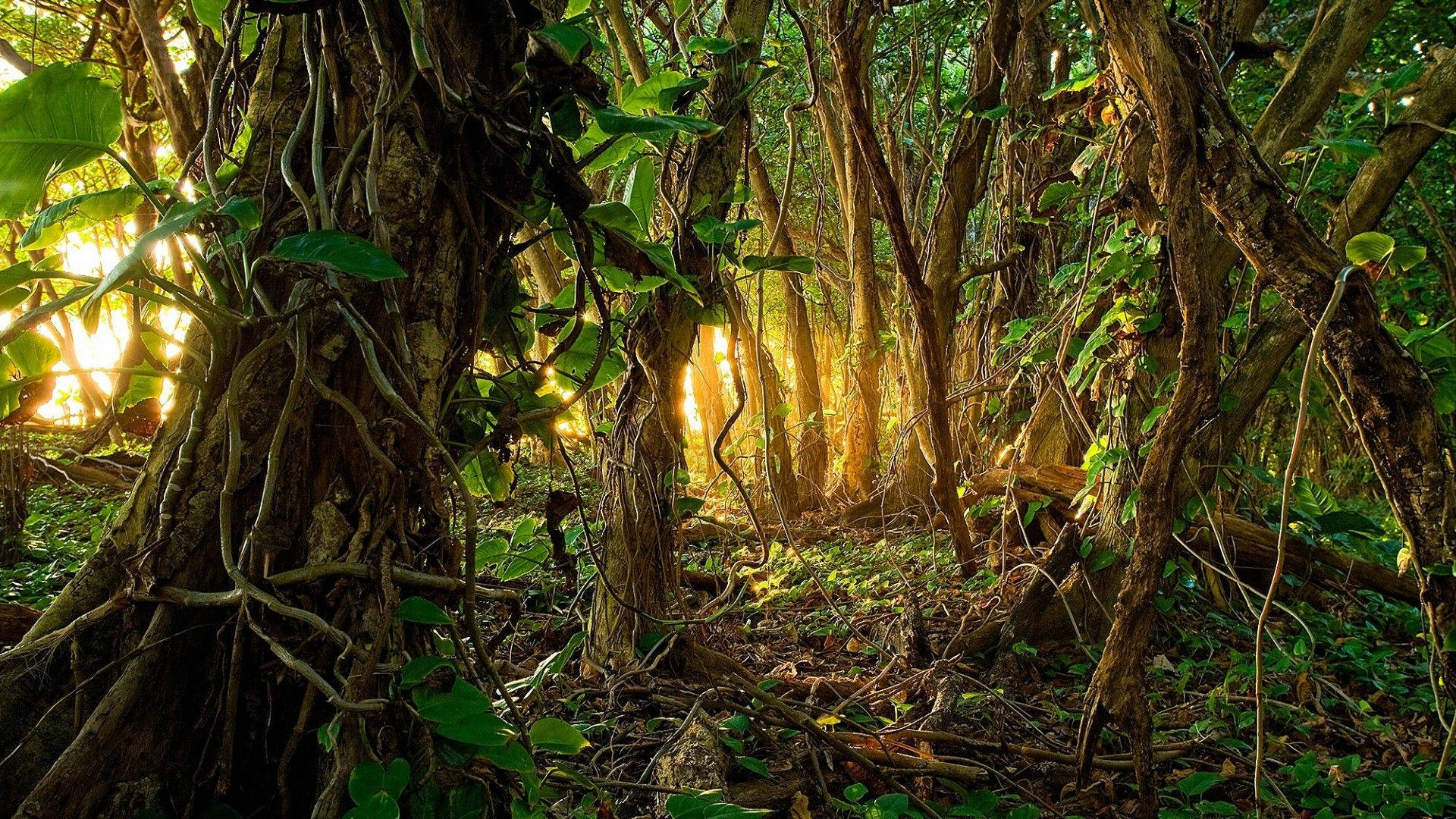 Sunlit Tropical Jungle Background