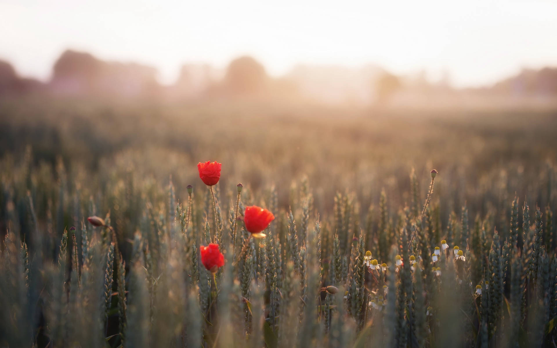 Sunlit Wheat Field With Vivid Red Poppies