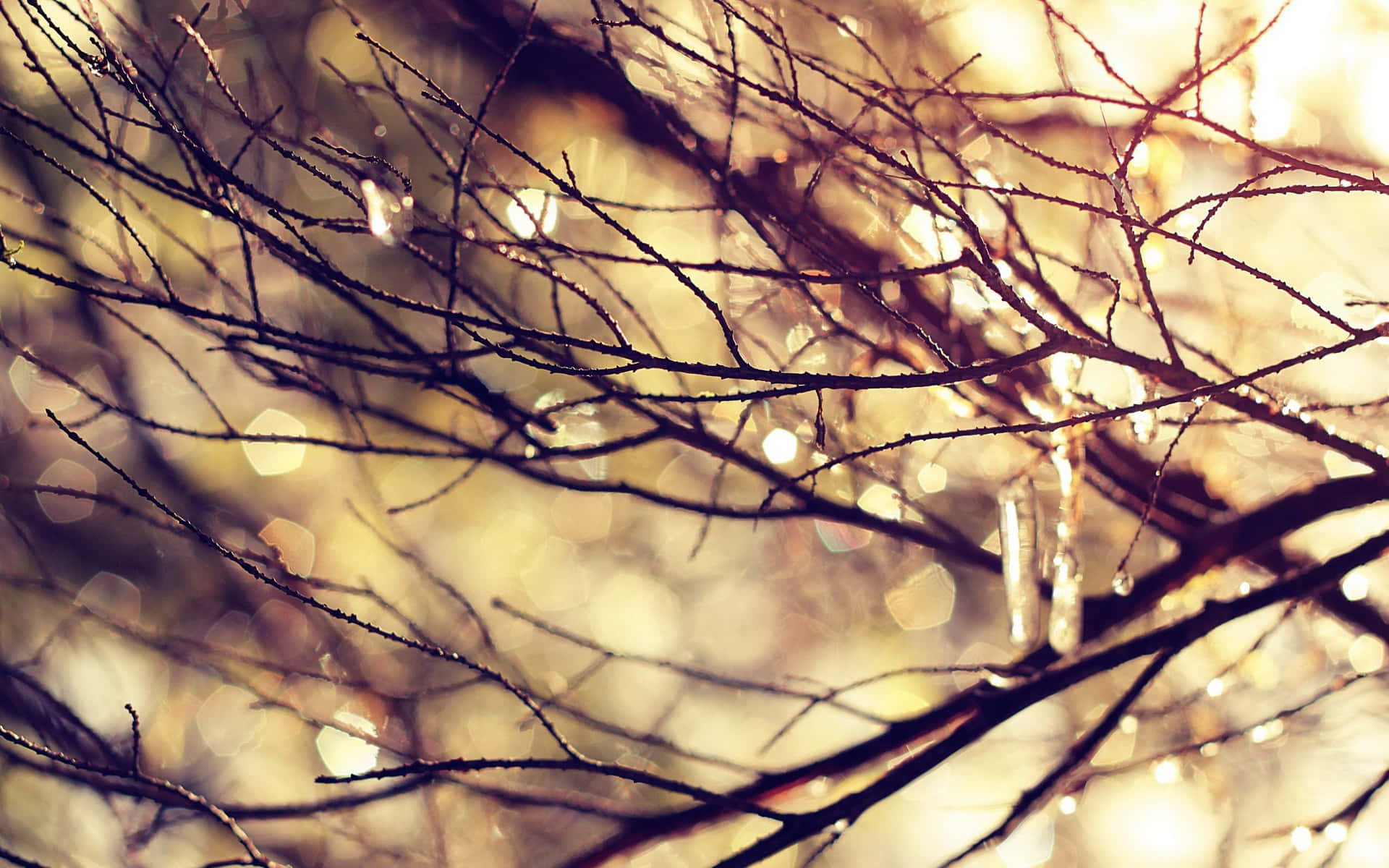 Sunlit Winter Branches Background